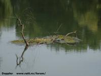 Imagine atasata: Bega - 2014.09.02 - 03.jpg